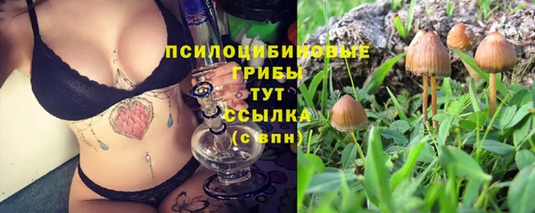 прущие грибы Балабаново